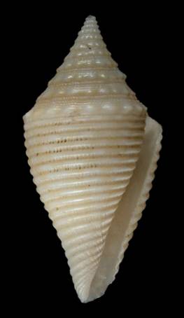 Conus turriculatus  Sowerby ii, 1866 Primary Type Image