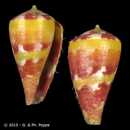 Rhizoconus pertusus pertusus f. festivus