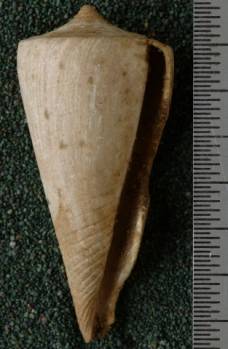 RGM.7605.a | Conus ngavianus Martin, 1895